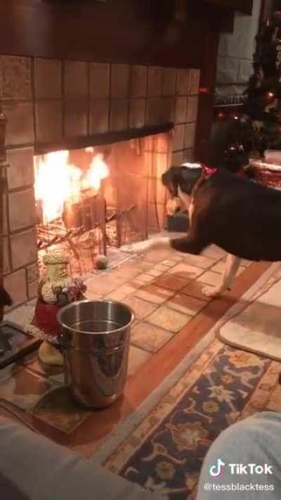 Good dog needs assistance