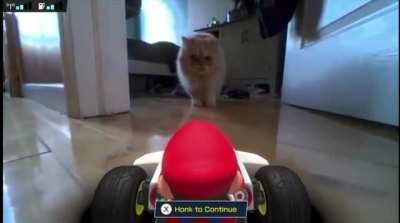 Kart vs Cat.