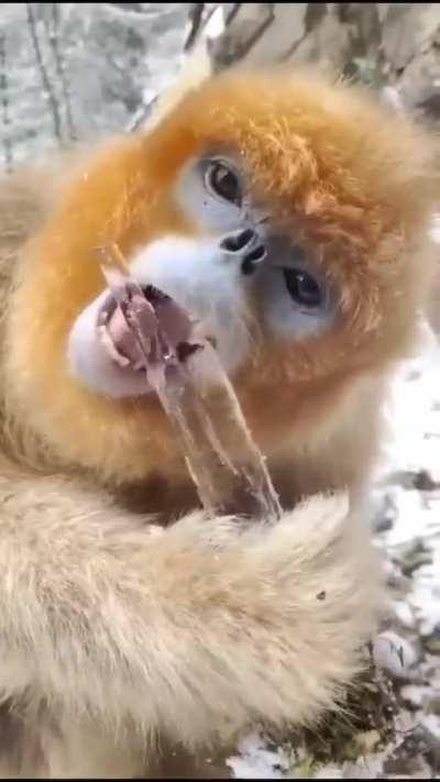 Monke consume ice