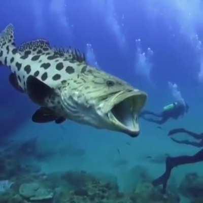A Goliath Grouper from r/natureismetal