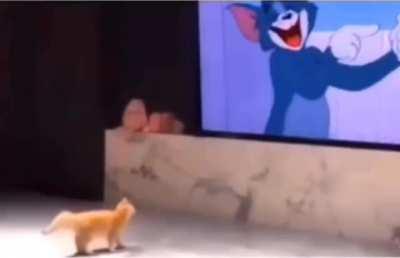 Cats really do run like that