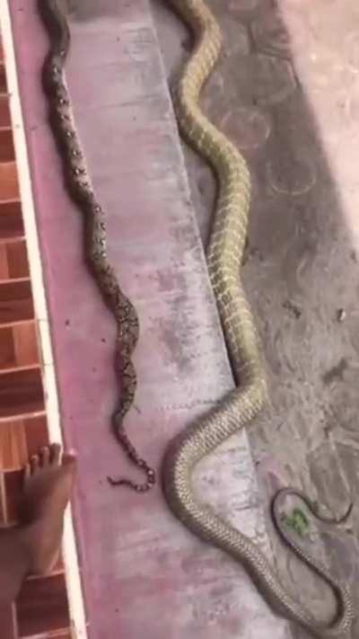 Snake eating snake