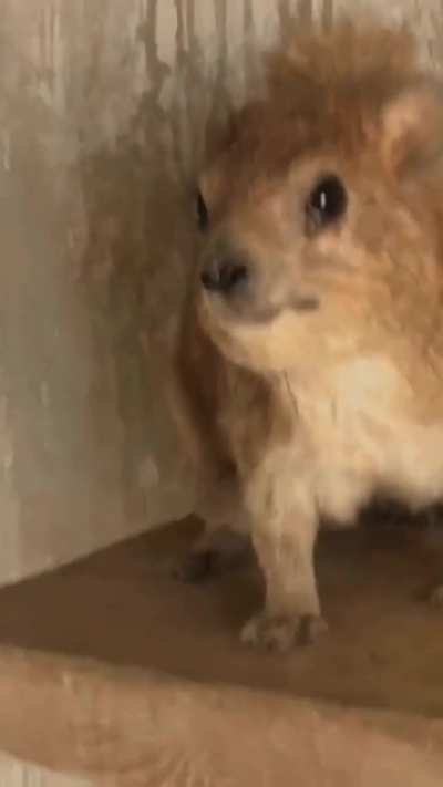 Hyrax Awawaing to the Years