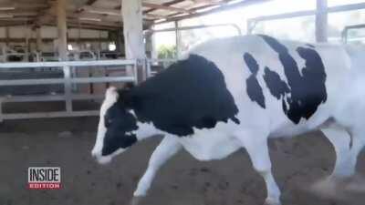 big cow