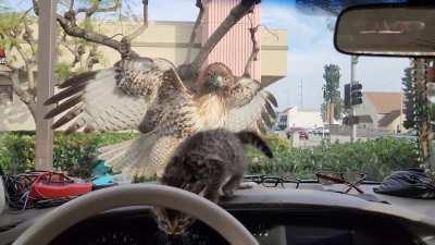 To hunt an easy prey