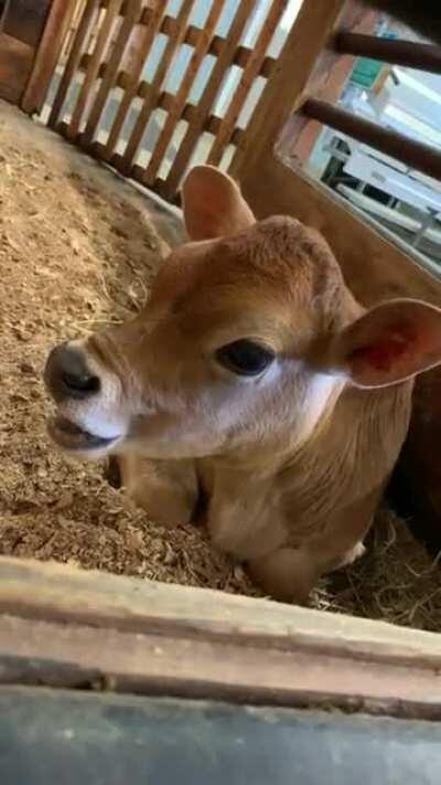 Got my love of cows from this sub. Made a new friend today, baby Dot who was just born in September!