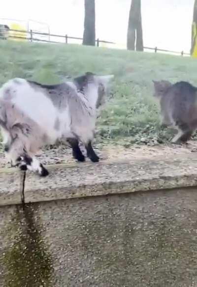Goat vs Cat