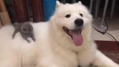 r/aww doesn’t like bots apparently