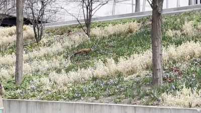 A Fox in Millennium Park