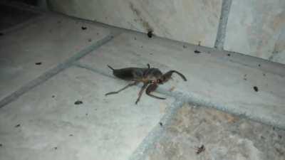 Direto das profundezas do inferno, medo de encontrar essa porra um dia. Nada, voa, e a mordida doi muito!