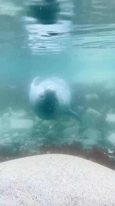 🔥 Weddell Seal in Antarctica