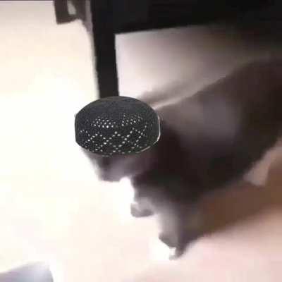 Cat muslim halal cat halal elhamdulilah ih allahi supanallah cat halal muhamed forgive cat allah cat omg