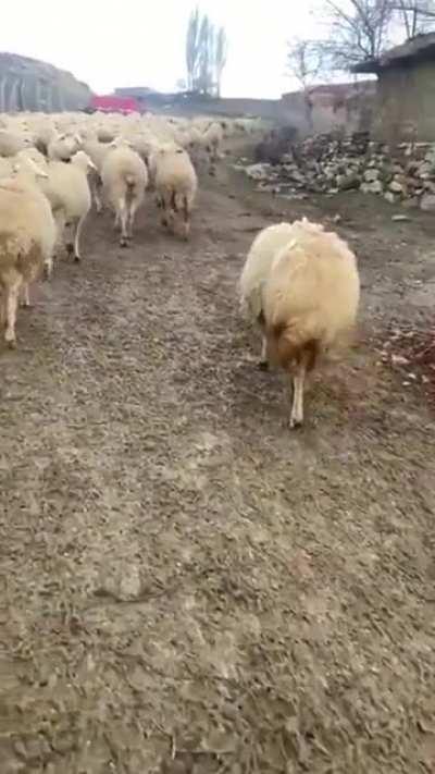 Anatolian Pup in Training - Hard Working Boi