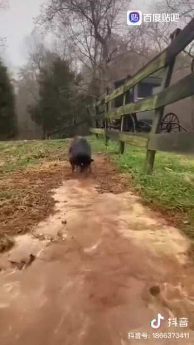 经典回顾之 引流狗