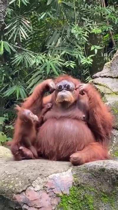 Иногда мне кажется, что обезьяны умней некоторых рекабушников