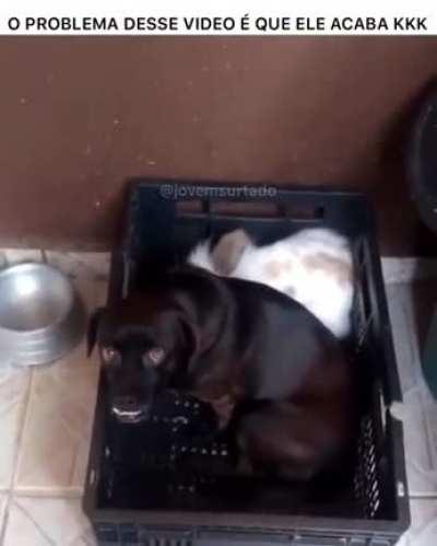 Cachorro ta carburado