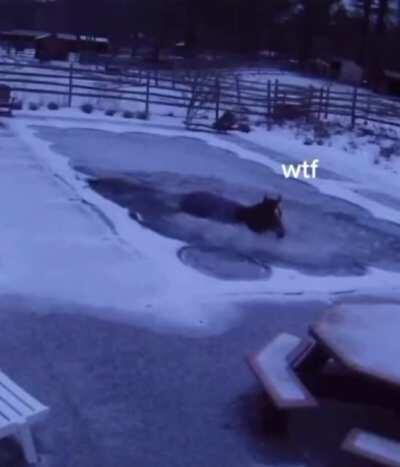 My horse when he runs into literally anything in Red Dead Online