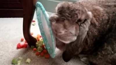 My 4 year old Frenchie Luna is clearly spoiled