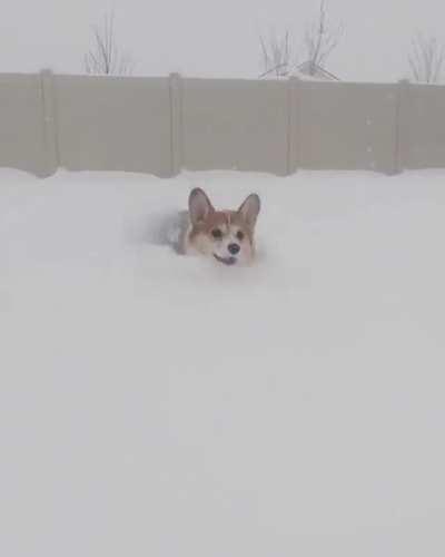Winter Dog