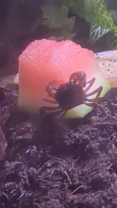 Gnam gnam watermelon 