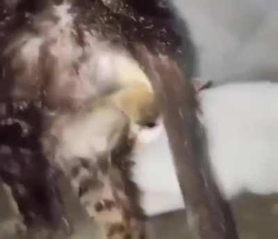 Keep your dank balls out my fuckin mouth!