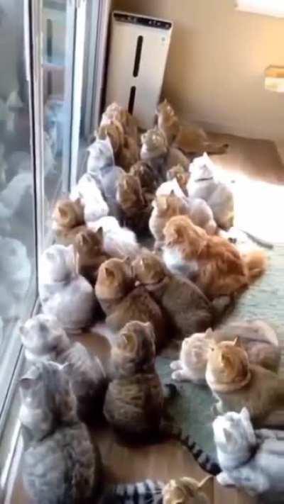 Movie theater for cats.