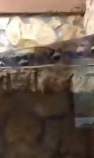 Snake Attack Edition!