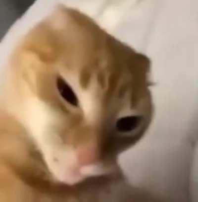 silly cat, funny little guy, jolly small fella