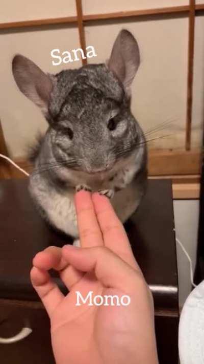 No one: Sana & Momo doing some nonsense in the background