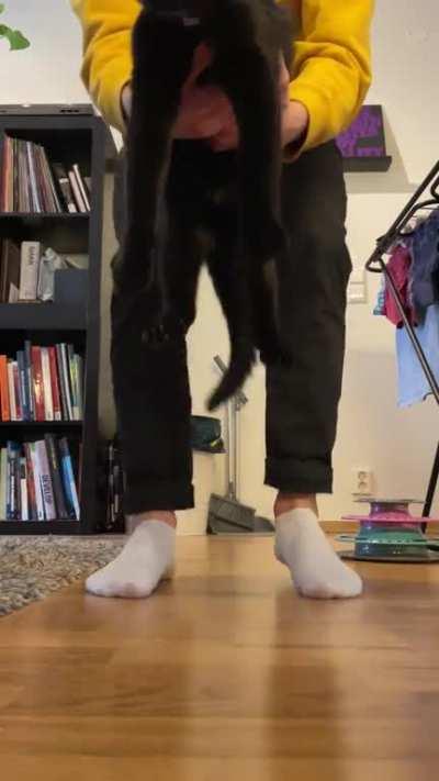 Training my cat to wear a harness