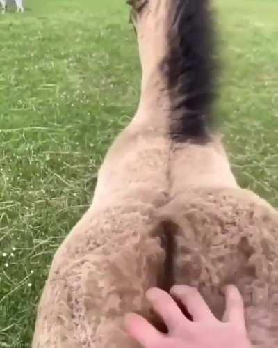Poney doesnt want butt scratching to stop.