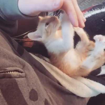 No stop, only belly rubs