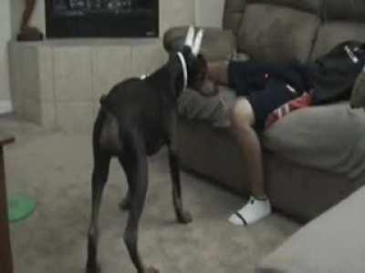 WCGW Doberman playing with a laser