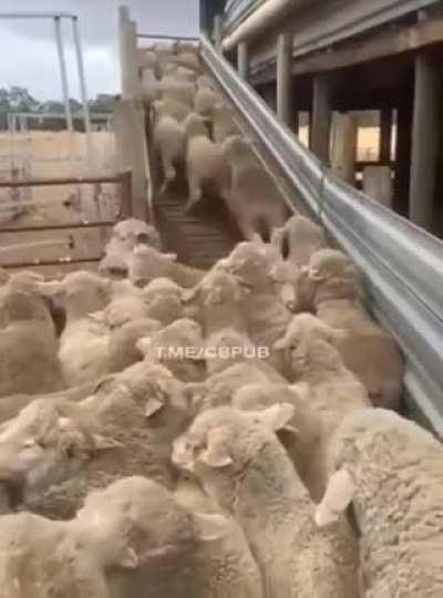 How a good doggo shepherds and clears sheep traffic jam