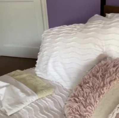 Murder floof : Defender of the pillows