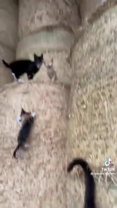 A buncha little guys