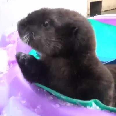 Lincoln the otter being welcomed by the other Otters warms my heart.