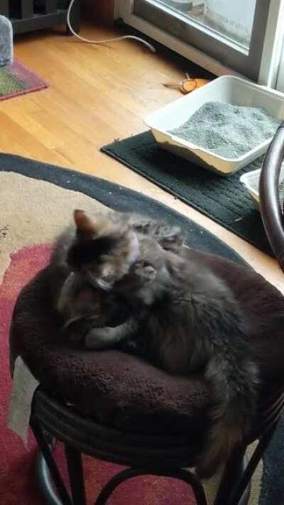 Two criminals under my aunt's jurisdiction violently attacking each other.