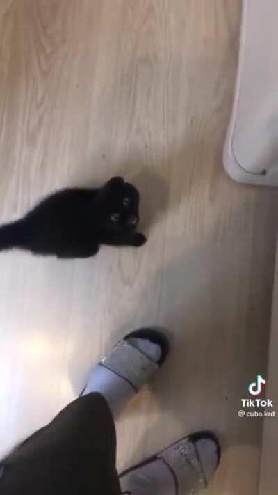 Tiny kitty big voice! (found on TikTok)