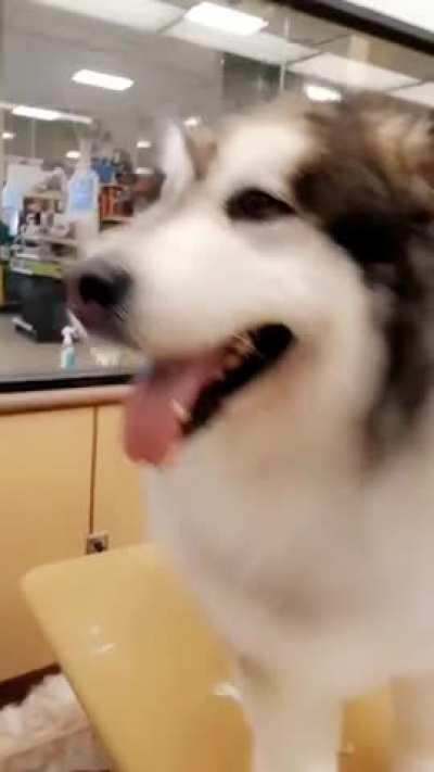 Big boye is very happy that he survived grooming