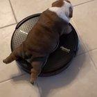 sIcK fUcK fOrCeS dOg’S hEaD iNtO wAlL