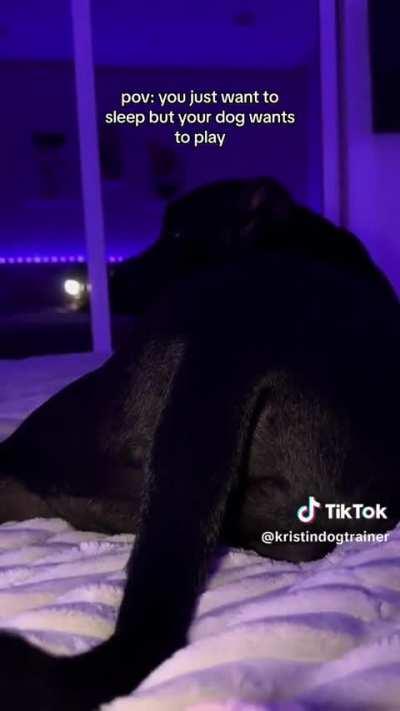 @kristindogtrainer I need a sleeping pills 😩