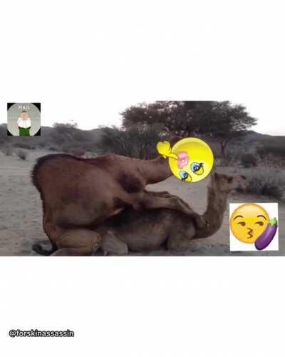 Yep these camel hoes ain’t loyal 😤😤 @forskinassassin
