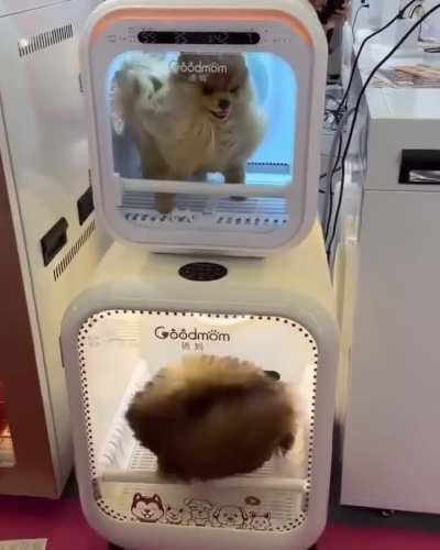 2 Dogs getting air dried