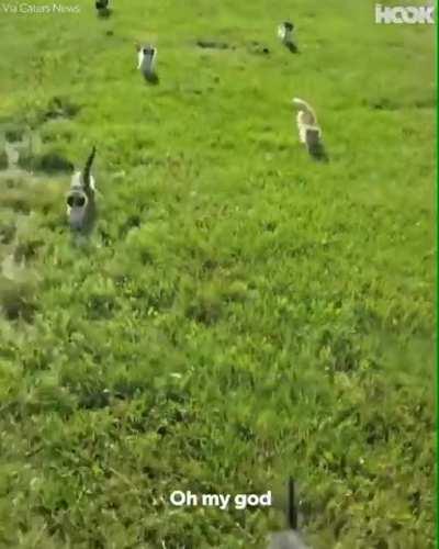 I feel like this belongs here