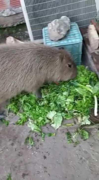 Pet capybara Carpi eating lots of food
