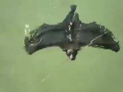 🔥 Bats can swim.