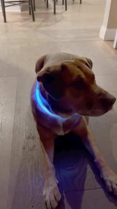 Check out my RGB Dog