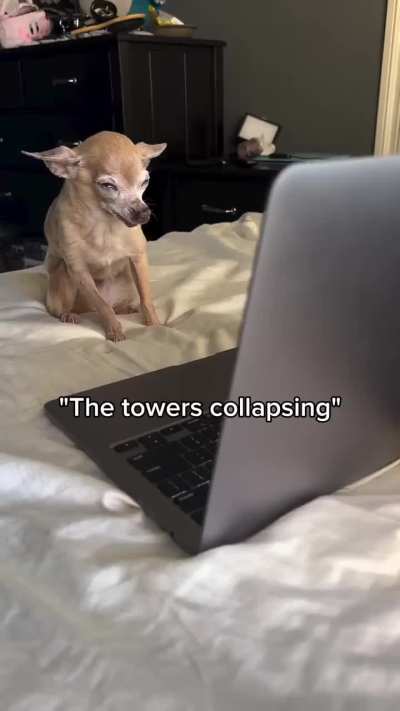 Dog witnesses tragedy (cannot stop shaking from the severe trauma)