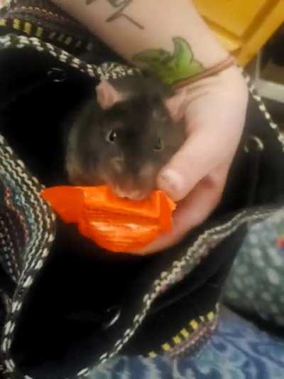 I saw my purse moving. I found something inside, see. 🤣